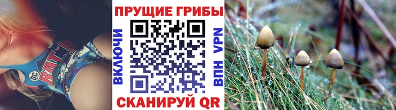 Псилоцибиновые грибы прущие грибы  купить наркотик  Курчалой 