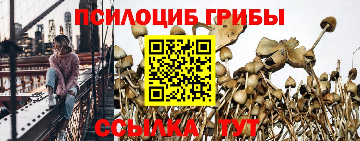 цены наркотик  Вход с VPN  Курчалой  Псилоцибиновые грибы Psilocybine cubensis 